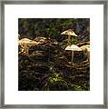 Enchanted Forest Framed Print