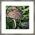 Enchanted Muchroom Framed Print