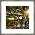 Enchantment Framed Print