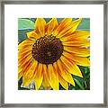 End Of Summer Sunflower Framed Print