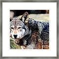 Endangered Red Wolf Framed Print