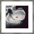 English Rose With Visiting Spider Framed Print