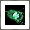 Engineered Bacteria Framed Print