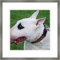 English Bull Terrier Framed Print