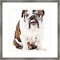 English Bulldog Sticking Tongue Out Framed Print