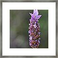 English Lavender Framed Print