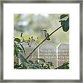 Hummingbird On Crepe Myrtle Framed Print