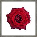 Entire Deep Red Rose In Close-up. Framed Print