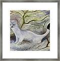 Ermine Framed Print