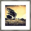 Eucalyptus Leaning B And W Framed Print