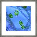 Euglena Protozoa And Cyanobacteria Framed Print