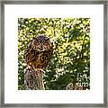 Eurasian Eagle Owl Framed Print