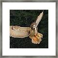 Eurasian Eagle Owl Framed Print