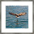 European Flying Sea Eagle 6 Framed Print