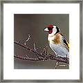 European Goldfinch Framed Print