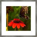 Evening Swallowtail Framed Print