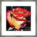 Event Rose 3 Framed Print