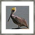 Everglades Brown Pelican Framed Print