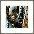 Everglades Egret Framed Print