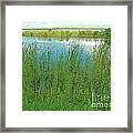 Everglades On A Beautiful Day Framed Print