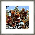 Exotic Lilies Framed Print