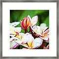 Extreme Close Up Beautiful Plumeria Framed Print