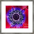 Extreme Macro Of A Red Anemone Poppy Framed Print