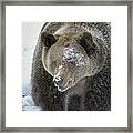 Eye Of Grizzly Framed Print
