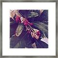 #faded #floral #flower #wilted Framed Print