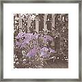 Faded Petunias On The Porch Framed Print