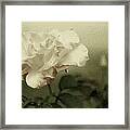 Faded Rose Framed Print