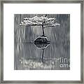 Fairy Lake Fir Black And White Framed Print