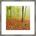 Fairy Ring In Beech Forest And Morning Framed Print