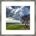 Fairy Tree 2 - Hill Of Tara - County Meath - Ireland Framed Print