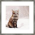 Fairytale Fox _ Red Fox In A Snow Storm Framed Print