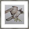 Falcon Framed Print