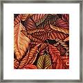 Fall Colors Framed Print