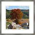 Fall Cypress Framed Print