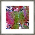 Fall Dogwood Leaf Colors 1 Framed Print