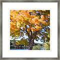 Fall Colors Aglow Framed Print
