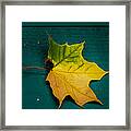 Fall Leaf Framed Print