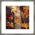 Fall Leaves On Pavement Framed Print