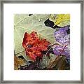 Fall Leaves Framed Print