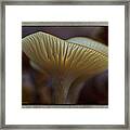 Fall Mushroom 7 Framed Print
