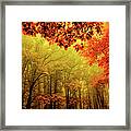 Fall On Steroids - Blue Ridge Parkway Framed Print