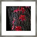 Fall Red Framed Print