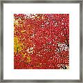 Fall Red Maple Framed Print