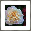 Fall Rose Bloom Framed Print