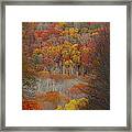 Fall Tunnel Framed Print