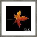 Fallen Leaf Framed Print